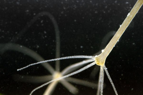 Кракен сайт 1kraken me