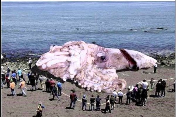 Kraken 14 at сайт